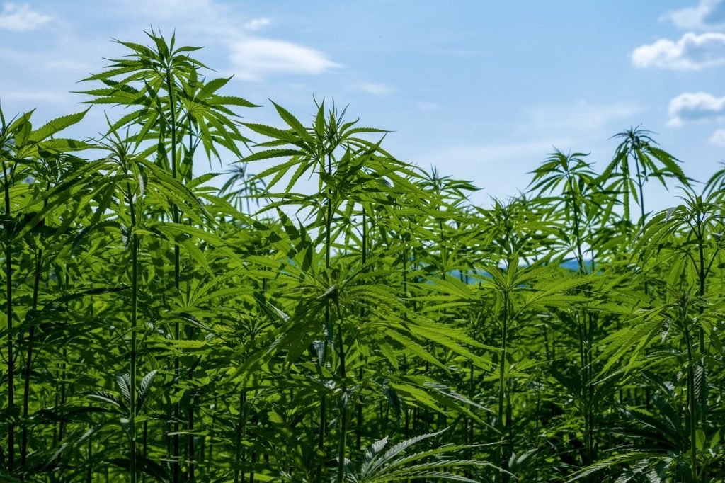 Cannabis Industry