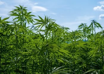 Cannabis Industry