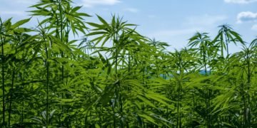 Cannabis Industry