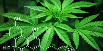 cannabis delivery: Los Angeles