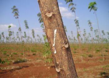 Global Rubber Market