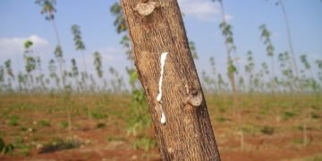 Global Rubber Market