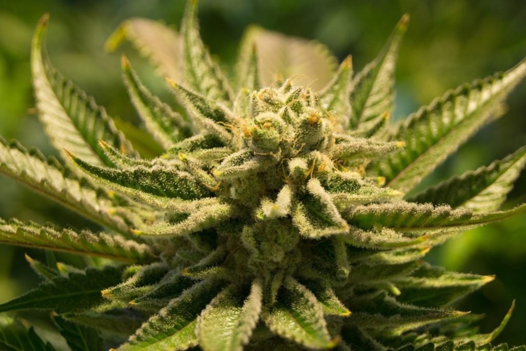Indica Marijuana