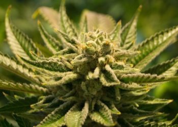 Indica Marijuana