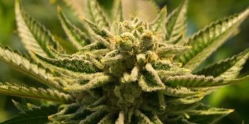 Indica Marijuana