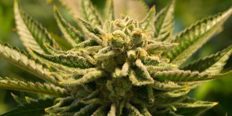Indica Marijuana