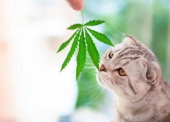 Giving CBD Products To Your Animals