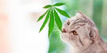Giving CBD Products To Your Animals