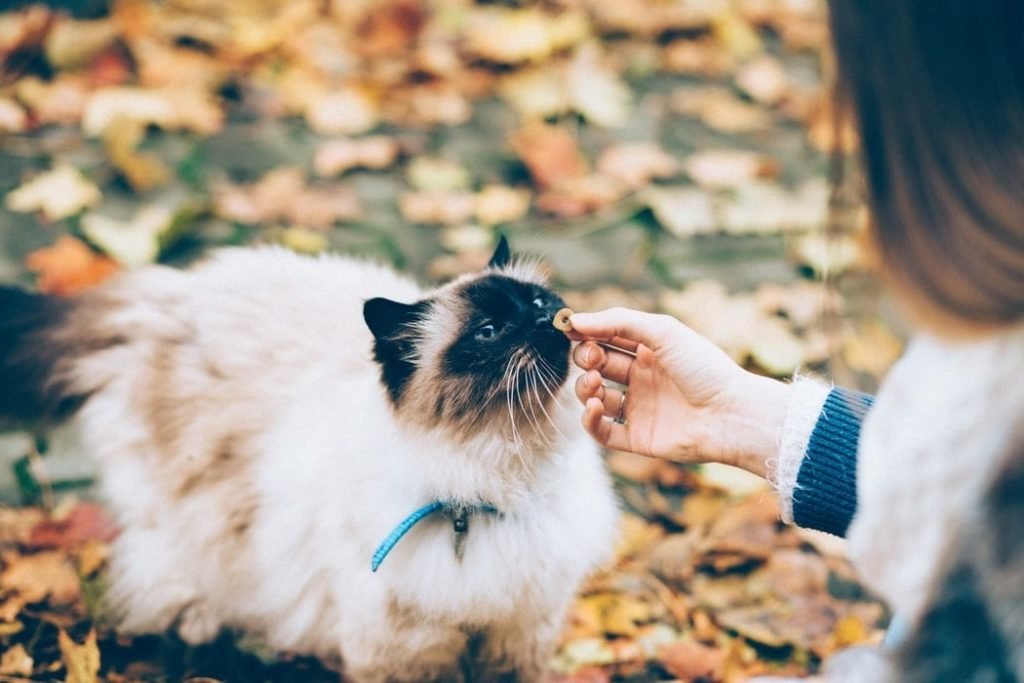 CBD Cat Treats