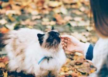 CBD Cat Treats