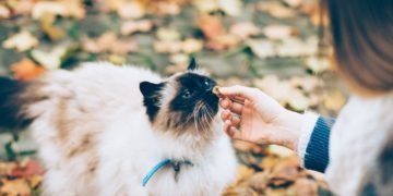 CBD Cat Treats