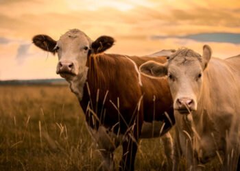 Tips for Caring for Cattle
