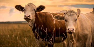 Tips for Caring for Cattle
