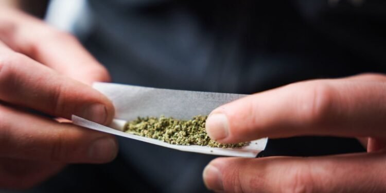 Cannabis