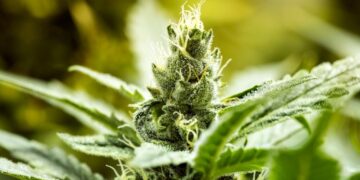 Medical Marijuana plant closeup, with trichomes of THC and CHB visible